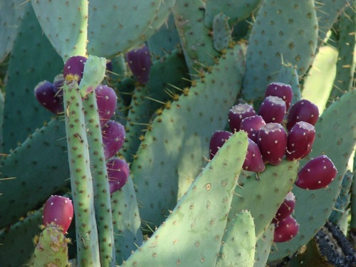 Prickly Pear